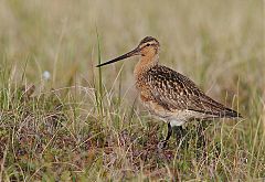 Bar-tailed Godwit